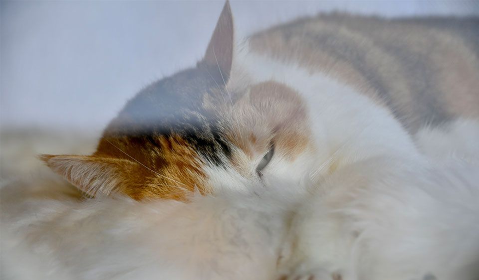 Webinar: Neurologische Erkrankungen und ihre Auswirkungen auf das Verhalten von Katzen