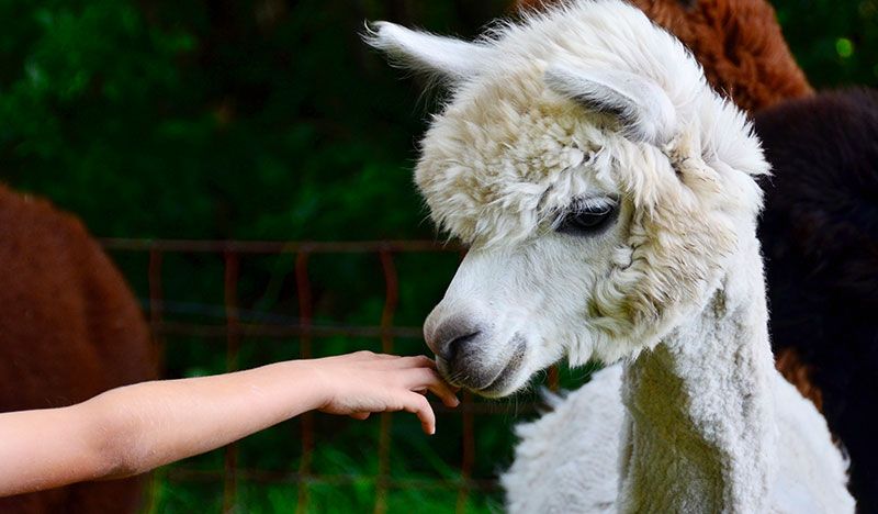 Tiergestützt Arbeitende Suche