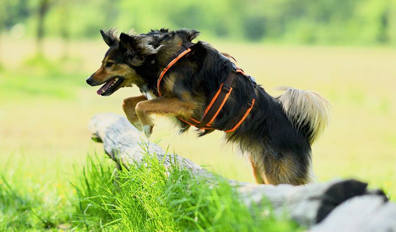 Hundegesundheitstrainer Suche - Hundegesundheitstrainer Beruf