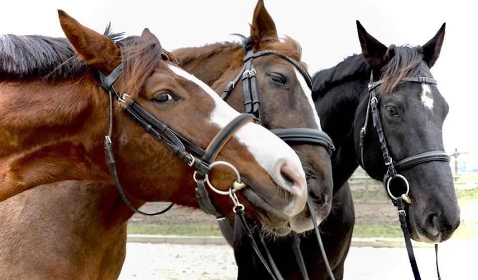 Round Table Gespräch Pferd
