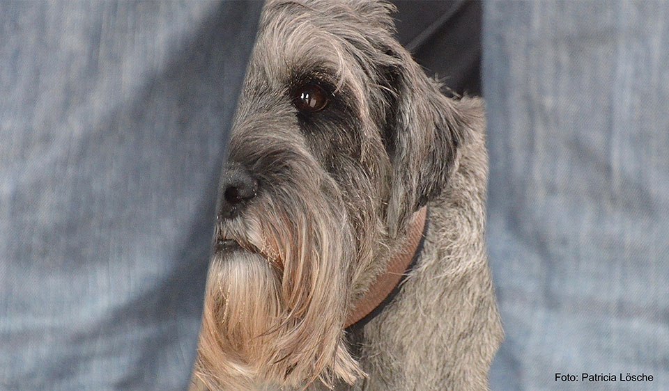 Silvesterangst bei Hunden