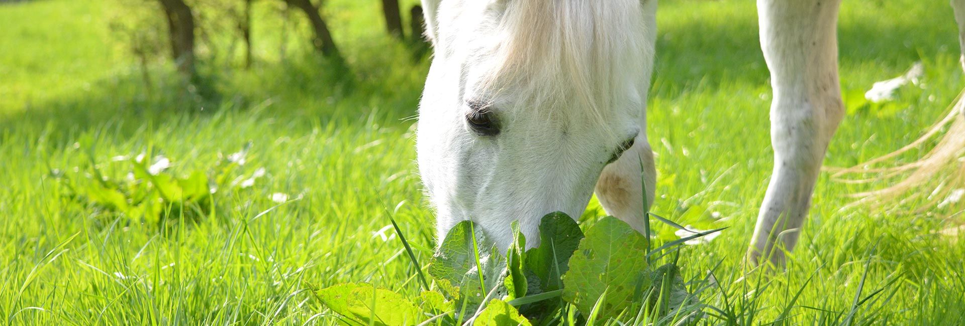 VdTT Berufsverband – Trainer und Therapeuten für Pferde