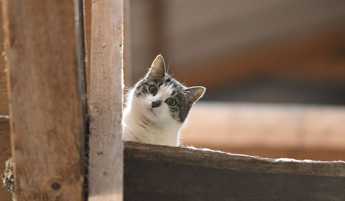Einladung zum Katzensymposium