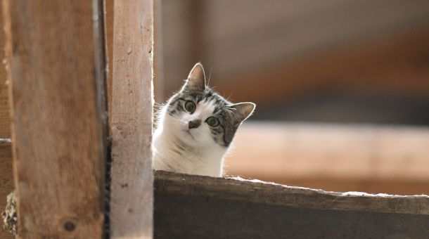 Einladung zum Katzensymposium